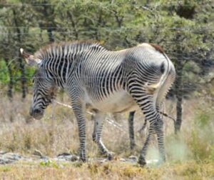 Grezy's zebra